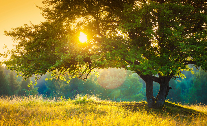 body-donation-716 Sun setting behind a tree.